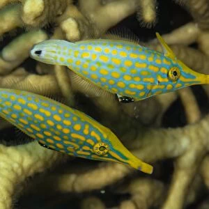 Pair of comet fish, Australia