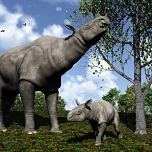 A Paraceratherium mother grazes on leaves and twigs of a poplar tree