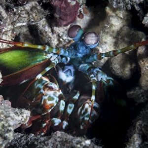 A peacock mantis shrimp in Lembeh Strait, Indonesia