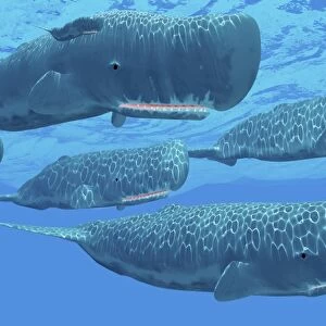 A pod of sperm whales swimming together