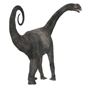 Rear view of a Brontomerus dinosaur