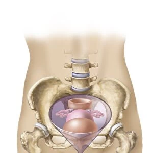 Schematic of female organs in a funnel