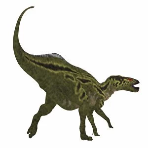 Shantungosaurus dinosaur on white background