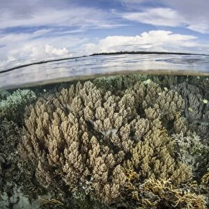 Soft corals thrive on a healthy reef in the Solomon Islands