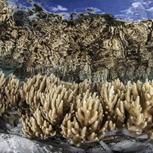 Soft leather corals grow in the shallow waters in the Solomon Islands