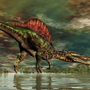Spinosaurus was a large theropod dinosaur from the Cretaceous period