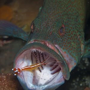 Spotted grouper with orange cleaner shrimp, Bali, Indonesia