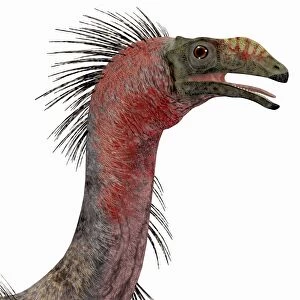 Therizinosaurus dinosaur head