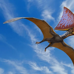 Tupandactylus imperator, a pterosaur from the Early Cretaceous Period