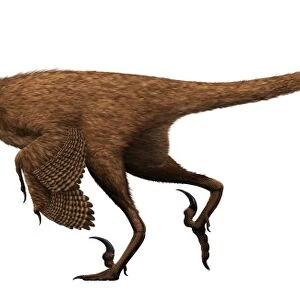Velociraptor mongoliensis was a mid-sized dinosaur from the Cretaceous Period
