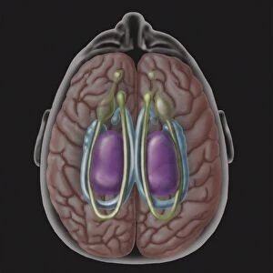 View of limbic system as seen from directly above the head