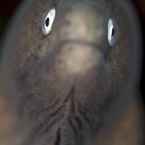 Front view of a white-eyed moray eel