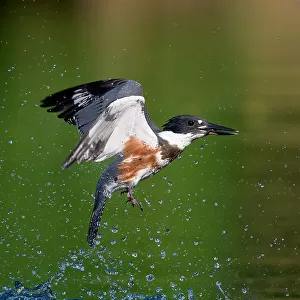 Belted Kingfisher with catch