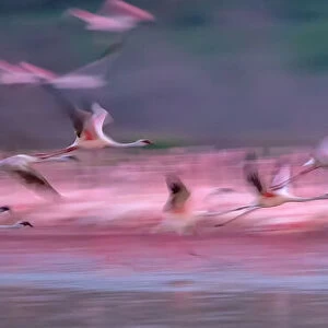 Flamingos in Dawn