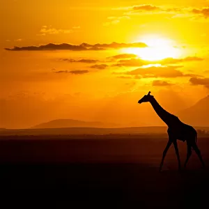 Gracious Giraffe at sunset