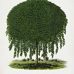 Kilmarnock Weeping Willow Tree Lithograph