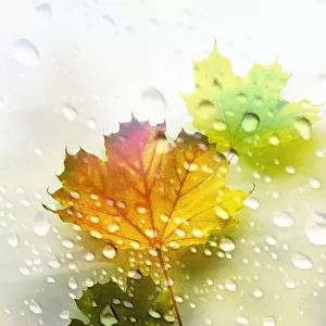 Leaves and drops