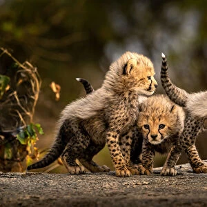 Three little cheetahs