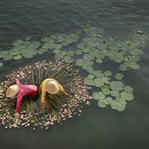 Lotus Harvest