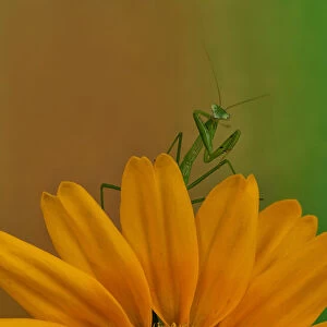 Mantis & flower II