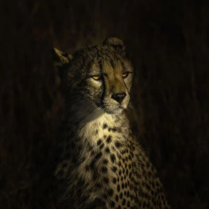 The portrait of a cheetah