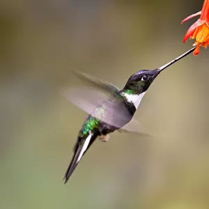 Slow motion of a humming bird