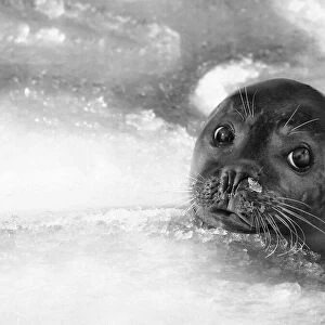 young seal