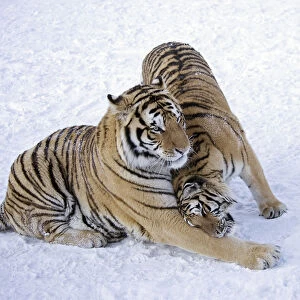 Amur / Siberian tiger (Panthera tigris altaica) pair nuzzling, in snow. Captive in tiger park