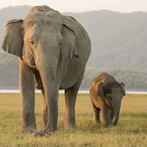 Asiatic elephant (Elephas maximus) calf walking along mother. Jim Corbett National Park