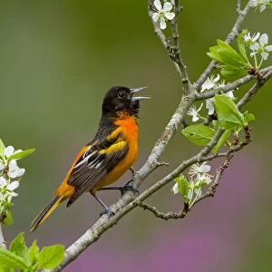 Baltimore oriole (Icterus galbula) male singing in spring, perched on Pear blossom (Pyrus sp