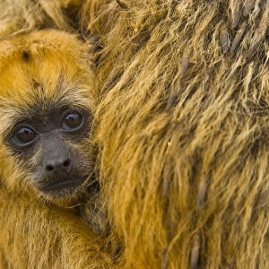 Black howler monkey (Alouatta caraya) baby being carried by mother, Pantanal NP, Mato Grosso