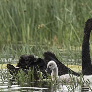 Black swan (Cygnus atratus) female feeding and escorting cygnets. Werribee Sewerage Park