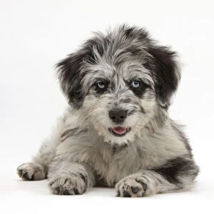 Blue merle Collie and Poodle Cadoodle puppy