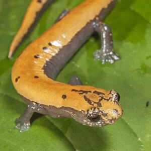 Climbing Salamanders Related Images