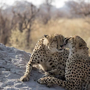 Two Cheetah (Acinonyx jubatus) brothers grooming one another. bonding behaviour, Linyanti, Chobe National Park, Botswana