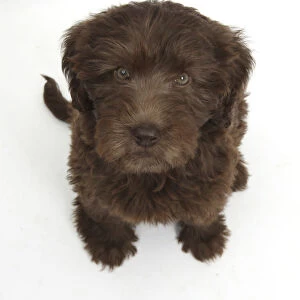 Chocolate Labradoodle puppy, 9 weeks, sitting and looking up, against white background