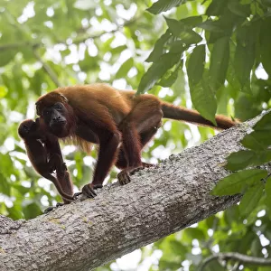 Colombian red howler monkey (Alouatta seniculus) mother and baby in tree. Northern Colombia