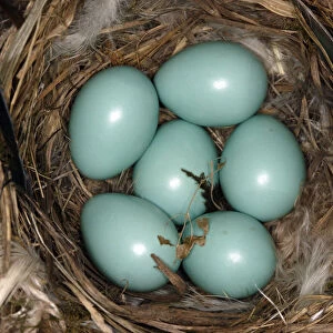 Common redstart (Phoenicurus phoenicurus) nest with six eggs, Alsace, France