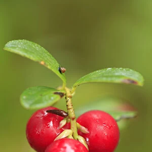 Cowberry or Lingonberry (Vaccinium vitis-idaea) close-up of red berries in late summer