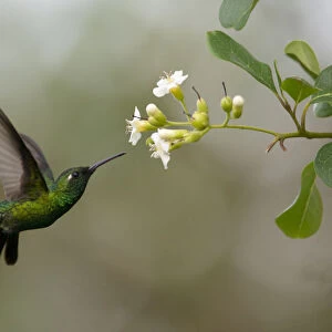 Cuban emerald hummingbird (Chlorostilbon ricordii) Guanahacabibes Peninsula National Park
