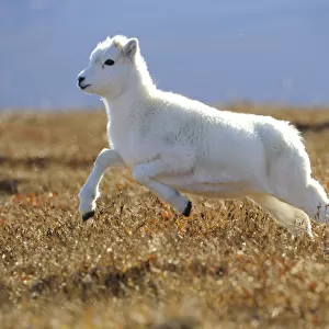 Dall sheep (Ovis dalli) yearling lamb running across alpine tundra, Denali National Park
