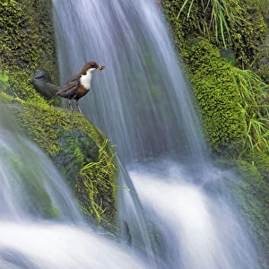 Dipper (Cinclus cinclus) perched on moss-covered waterfall, Peak District NP, Derbyshire