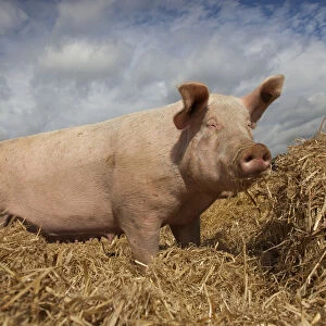 Domestic pig, hybrid large white sow in free-range conditions, UK, September 2010