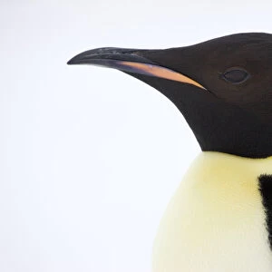 Emperor penguin (Aptenodytes forsteri) portrait, Snow Hill Island rookery, Antarctica