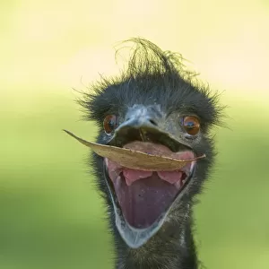 Emu (Dromaius novaehollandiae) juvenile with beak open to catch a leaf, Cleland Wildlife Park
