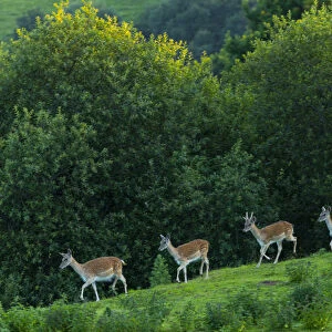 Fallow deer (Dama dama) stags, captive, Cabarceno Park, Cantabria, Spain, June
