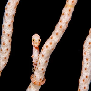 Female Denises pygmy seahorse (Hippocampus denise) on coral seafan (Annella mollis) Misool