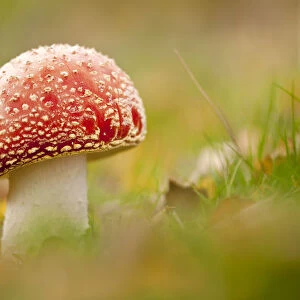 Fly Agaric fungus {Amanita muscaria} in autumn, Beacon Hill Country Park, The National Forest