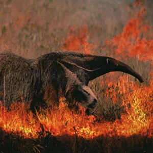 Giant anteater in grassland fire {Myremecophaga tridactyla} Emas NP, Brazil