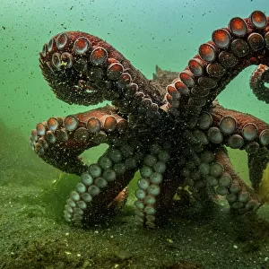 Giant Pacific octopus (Enteroctopus dofleini) experiencing freedom after release from captivity, Vancouver Island, British Columbia, Canada, Pacific Ocean